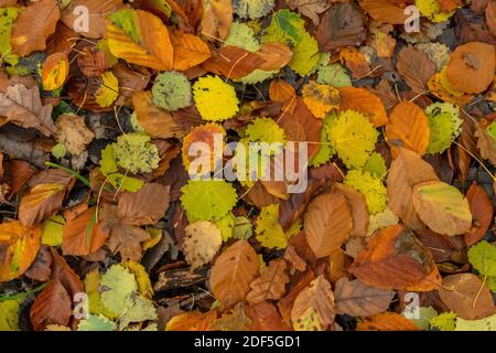 Fallen leaves of Aspen, Oak and Beech, in autumn in Castle Hill Woods, near Cranborne; Dorset. Stock Photo