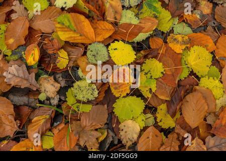 Fallen leaves of Aspen, Oak and Beech, in autumn in Castle Hill Woods, near Cranborne; Dorset. Stock Photo