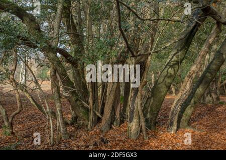 Oak and Beech trees coming up from within a Holly clump in grazed woodland, near Lyndhurst Hill, New Forest. Stock Photo