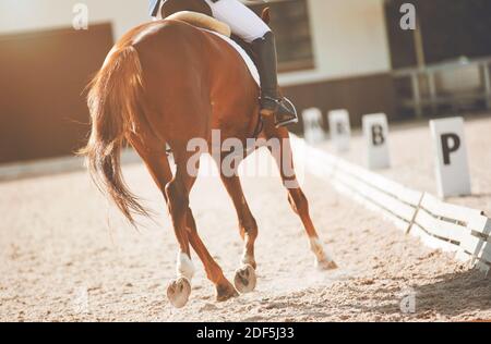 A sorrel fast horse participates in dressage competitions, kicking up dust with its hooves as it runs. Equestrian sport. Horseback riding. Stock Photo