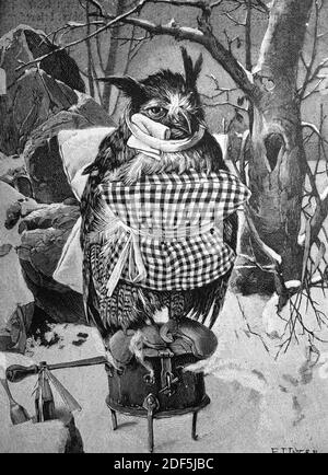 Cold owl, cold, 1892, Austria  /  Erkältete Eule, Erkältung, 1892, Österreich, Historisch, historical, digital improved reproduction of an original from the 19th century / digitale Reproduktion einer Originalvorlage aus dem 19. Jahrhundert Stock Photo