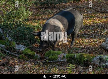 Gloucestershire Old Spots pig, in Bramshaw Wood, New Forest. Common rights of pannage. Stock Photo