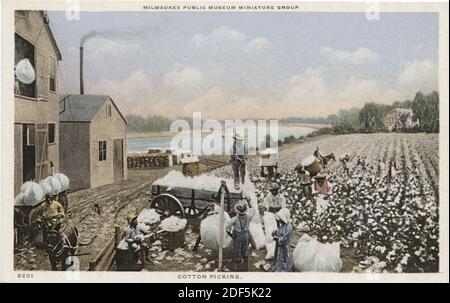 Cotton Picking, Milwaukee Public Museum Miniature Group, Milwaukee, Wisc., still image, Postcards, 1898 - 1931 Stock Photo