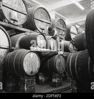 1950s, historical, a man working on top of a large stack of antique wooden drink barrels containing sherry or port, repairing one of the casks. A large container containing alcoholic beverages is also known as a vat. Stock Photo