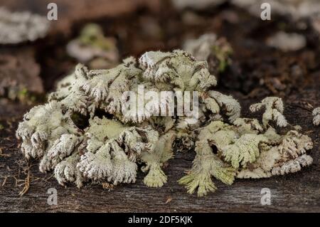 Split Gill, Schizophyllum commune, fungus on fallen Beech tree. Stock Photo