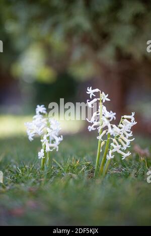 Beautiful garden flowers, blurred grass meadow and natural sunlight. Relaxing nature closeup, spring summer floral scenery. Stock Photo