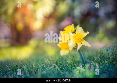 Amazing Yellow Daffodils flower field in the morning sunlight. The perfect image for spring background, flower landscape. Stock Photo
