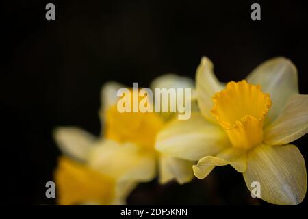 Amazing Yellow Daffodils flower field in the morning sunlight. The perfect image for spring background, flower landscape. Stock Photo