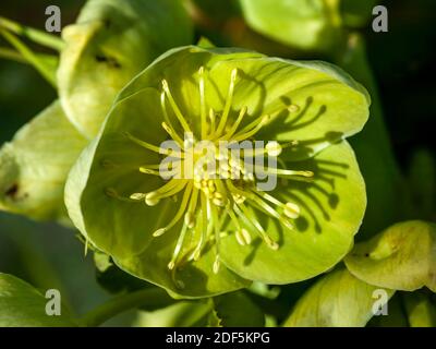 Helleborus x sternii a winter spring semi evergreen flowering plant with a yellow green springtime flower, stock photo image Stock Photo