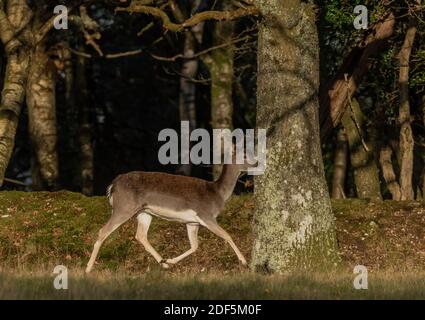 Female Fallow deer, Dama dama, in winter coat, New Forest. Stock Photo