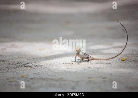 Wild lizard, oriental garden lizard sunbathing on fallen branch, with sand background, in the Maldives. Maldivian colorful lizard on the whine sand Stock Photo