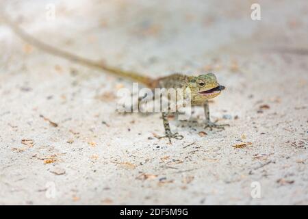 Wild lizard, oriental garden lizard sunbathing on fallen branch, with sand background, in the Maldives. Maldivian colorful lizard on the whine sand Stock Photo