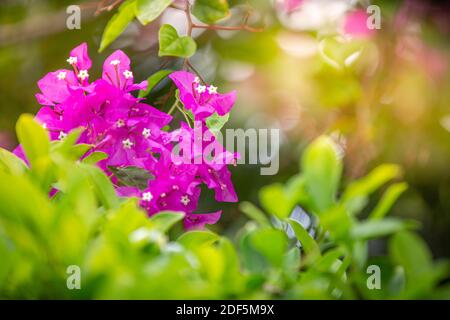 Tropical plants and flowers. Exotic Island jungle, blooming floral closeup with blurred jungle and bokeh sunlight sun beams Stock Photo