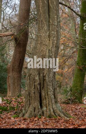 Trunk of Hornbeam, Carpinus betulus, in late autumn. Dorset. Stock Photo