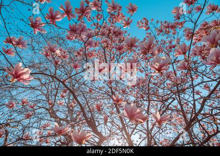 Perfect nature background for spring or summer background. Pink magnolia flowers and soft blue sky as relaxing moody closeup. Amazing nature flowers Stock Photo