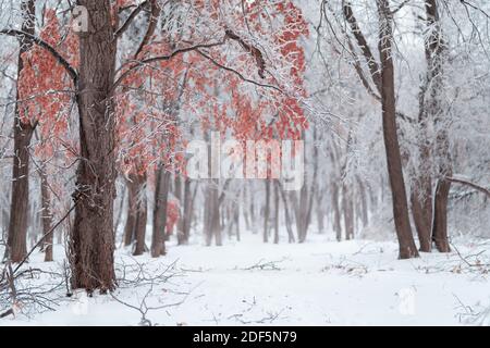 Beautiful winter forest after heavy first snow Stock Photo