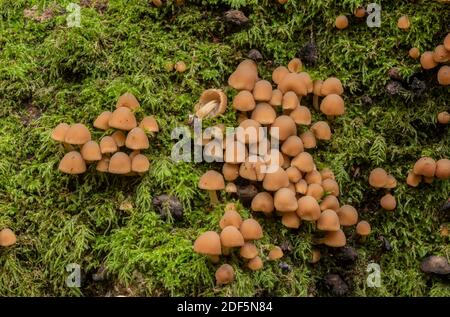 Clustered bonnet, Mycena inclinata, among moss on fallen Oak log. New Forest. Stock Photo