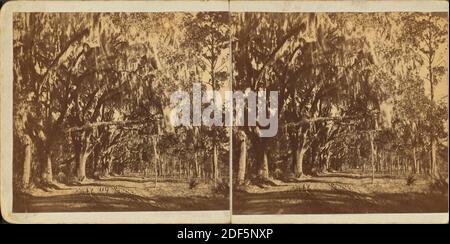 Bonaventure Cemetery, Savannah., still image, Stereographs, 1870, Ryan, D. J. (1837 Stock Photo