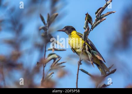 African Black headed Oriole juvenile standing on a branch in Kruger National park, South Africa ; Specie Oriolus larvatus family of Oriolidae; oriole; Stock Photo
