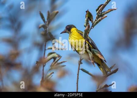 African Black headed Oriole juvenile standing on a branch in Kruger National park, South Africa ; Specie Oriolus larvatus family of Oriolidae; oriole; Stock Photo
