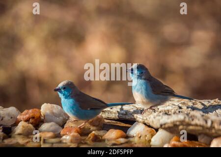Two Blue-breasted Cordonbleu standing at waterhole in Kruger National park, South Africa ; Specie Uraeginthus angolensis family of Estrildidae Stock Photo