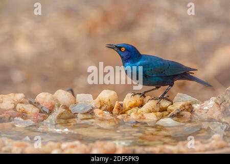 Cape Glossy Starling standing at waterhole with natural background in Kruger National park, South Africa ; Specie Lamprotornis nitens family of Sturni Stock Photo