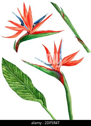 Watercolor Tropical blooming strelitzia flower. Watercolor illustration isolated on white background Stock Photo