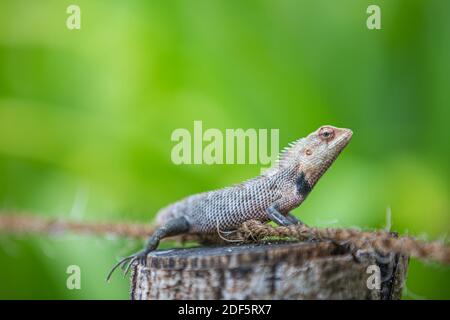 Tropical lizard on branch, green lizard sunbathing on branch, green lizard climb on wood, Dragon lizard. Tropical jungle closeup animal portrait Stock Photo