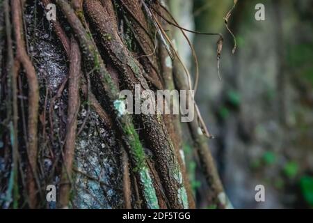 Close up of tropical tree trunk overgrown mossy with ivy roots, Palenque, Chiapas, Mexico Stock Photo