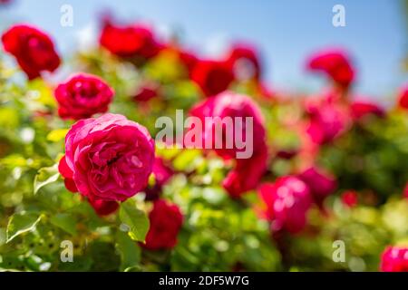 Artistic red roses in floral garden, dream nature. Romantic red roses, blur meadow foliage. Relaxing natural blooming roses Stock Photo