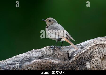 Black Redstart; Phoenicurus ochruros; Female; UK Stock Photo