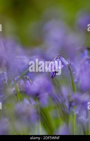 Bluebells; Hyacinthoides non-scripta; UK Stock Photo