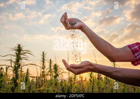 Hemp farmer holding Cannabis seeds in hands on farm field outside. Stock Photo