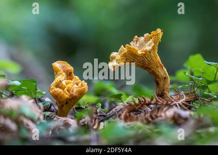 Chanterelle Fungi; Cantharellus cibarius; UK Stock Photo