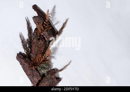 Autumn forest background - dry brown weathered bark of pine, moss, fern, straws dry grass with shadow on white wooden board, top view, border. Stock Photo
