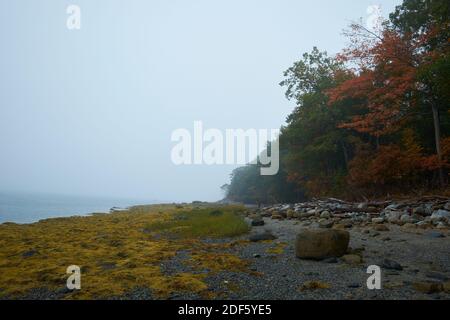 Yellow seaweed and scattered rocks, boulders at low tide on the beach during a foggy, misty  autumn day on Union River bay. In Surry, Maine. Stock Photo