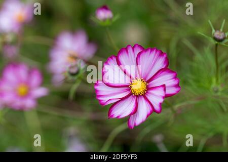 Cosmos Flower; Summer; UK Stock Photo