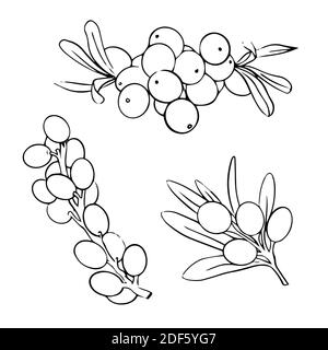 Hand drawn set of sea buckthorn line branches. Plant vector icon on white background. Isolated design elements. For cosmetic and tea packaging design Stock Photo