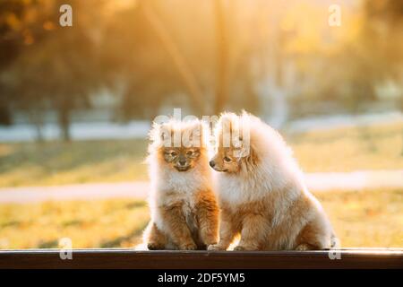 Two Young Red Puppy Pomeranian Spitz Puppy Dogs Sitting On Park Bench Outdoor Stock Photo