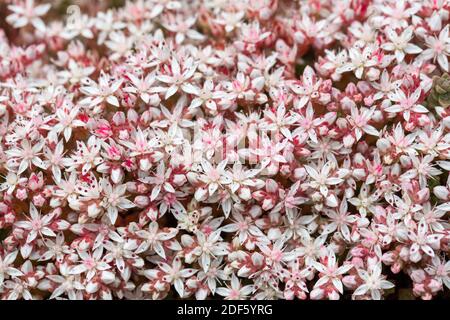 English Stonecrop; Sedum anglicum; Flowering; UK Stock Photo