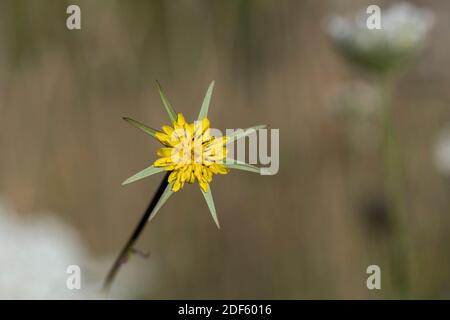 Goatsbeard; Tragopogon pratensis; Flower; UK Stock Photo