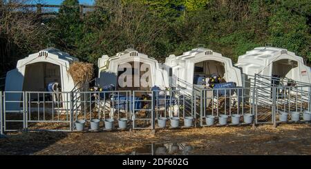 dairy calves on a dairy farm Stock Photo