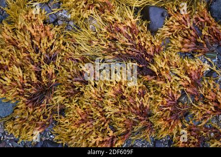 A closeup, detail of a piece of yellow seaweed, all wet at low tide on a rocky beach on Union River bay. In Surry, Maine. Stock Photo