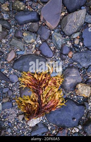 A closeup, detail of a piece of yellow seaweed, all wet at low tide on a rocky beach on Union River bay. In Surry, Maine. Stock Photo