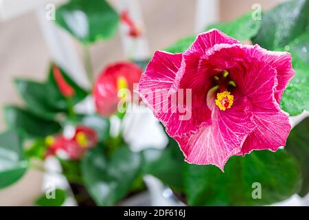 Indoor plant domestic hibiscus red flower in a pot on a wooden white chair.  Chinese hibiscus, China rose, rose mallow. Copy space Stock Photo - Alamy