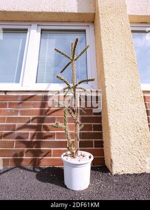 Tall cacti tree in pot at doorstep of a suburban house. Beautiful healthy cactus at red bricks wall of family house Stock Photo