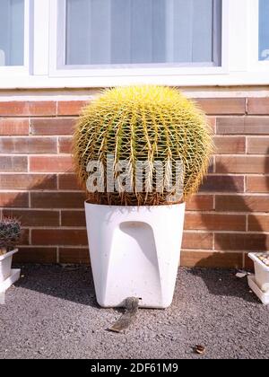 Huge cactus in pots on the doorstep of a suburban house. Beautiful healthy cactus at red bricks wall of family house Stock Photo
