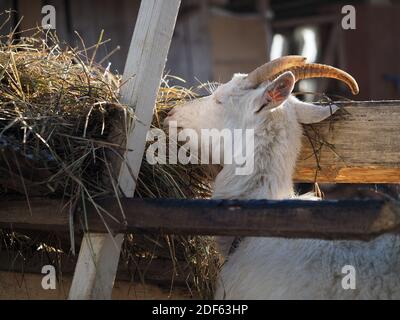 White horned goat eats hay from the feeder Stock Photo