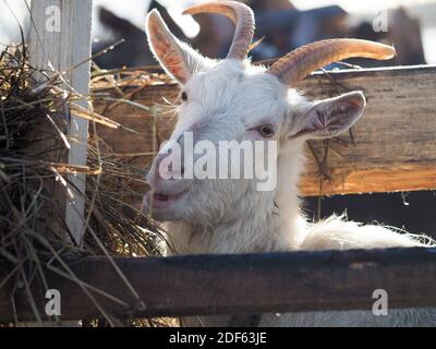 White horned goat eats hay from the feeder Stock Photo