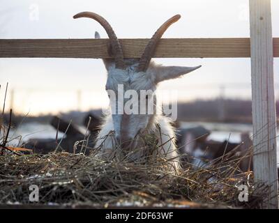 White horned goat eats hay from the feeder Stock Photo